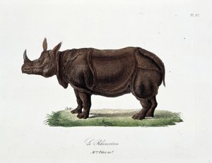 自然历史板块：代表 Le Rhinoceros 的动物学板块 - 在博物学家乔治·路易斯·勒克莱尔 (Georges Louis Leclerc，布冯伯爵，1707 - 1788 年) 的“布冯完成”中 1837 年的雕刻。