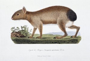 Natural History Plate: Zoological board representing the Agouti des Patagons, Dasyprocta patachonica - in “” Completely Works of Buffon”” by naturalist Georges Louis Leclerc, Count of Buffon (1707 - 1788). Engraving from 1837.