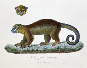 自然历史板块：代表 Kincajou Potot、Cercoleptes potos 的动物学板块 - 在博物学家乔治·路易斯·勒克莱尔 (Georges Louis Leclerc，布冯伯爵，1707 - 1788 年) 的“布冯完整作品”中。 1837 年的雕刻。