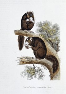 自然历史板。表现双色松鼠（Sciurus bicolor）的动物学板--载于自然学家乔治-路易斯-勒克莱尔，布丰伯爵（1707 - 1788）的《布丰作品》。1837年的雕版画。