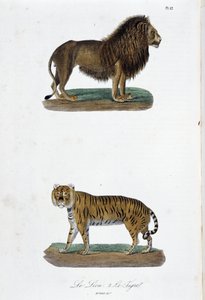 Natural History Plate: Zoological board representing the lion and the tiger - in “” Completes of Buffon”” by naturalist Georges Louis Leclerc, Count of Buffon (1707 - 1788). Engraving from 1837.