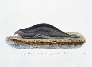 Natural History Plate: Zoological board representing the seal a trompe, Phoca proboscidea, Peron - in “” Completely Works of Buffon”” by naturalist Georges Louis Leclerc, Count of Buffon (1707 - 1788). Engraving from 1837.