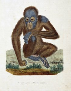 自然历史板块。动物学图表，描绘了Orang outan（orang outan，orang outang，orang outang），Pithecus satyrus--载于自然学家Georges Louis Leclerc, Count of Buffon（1707-1788）的《布丰全集》。1837年的雕版画。