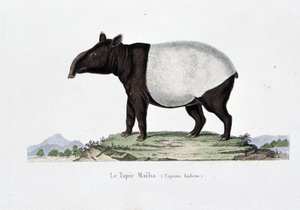 自然历史板块：代表 Le Tapir Maiba (Tapirus Indicus) 的动物学图表 - 在博物学家乔治·路易斯·勒克莱尔 (Georges Louis Leclerc) 的“布冯作品”中，布冯伯爵 (1707 - 1788)。 1837 年的雕刻。