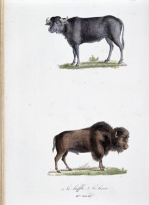 自然历史板：动物学板代表 1. Buffalo 和 2。 野牛 - 在“布冯完整作品”中，由博物学家乔治·路易斯·勒克莱尔 (Georges Louis Leclerc，布冯伯爵，1707 - 1788 年) 撰写。 1837 年的雕刻。