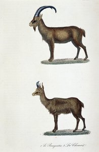 自然历史图板：动物学图板代表 1. 山羊和 2. Le Chamois - 在“布冯完成”中，由博物学家乔治·路易斯·勒克莱尔 (Georges Louis Leclerc, Buffon 伯爵) (1707 - 1788) 撰写。 1837 年的雕刻。