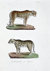 自然历史图板：动物学图板代表 1. 豹和 2. Le Jaguar - 在“布冯全集”中，由博物学家乔治·路易斯·勒克莱尔 (Georges Louis Leclerc) 创作，布冯伯爵 (1707 - 1788)。 1837 年的雕刻。