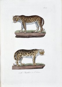 自然历史图板：动物学图板代表 1. The Panghere 和 2. L