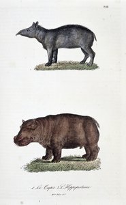自然历史图板：动物学图板代表 1. 貘和 2. 河马 - 在“布冯全集”中，由博物学家乔治·路易斯·勒克莱尔 (Georges Louis Leclerc) 创作，布冯伯爵 (1707 - 1788)。 1837 年的雕刻。