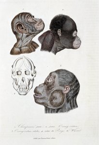 自然历史板块：动物板块代表 1. 幼黑猩猩； 2.年轻的红毛猩猩（orang-utan，orang-utan，orang-utang）； 3. 成年外人； 4. Crane du Pongo de Wurmb - 在博物学家乔治·路易斯·勒克莱尔 (Georges Louis Leclerc) 的“布冯全集”中，