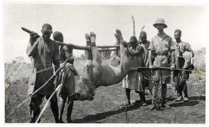 Bahr el Ghazal的狮子，Am Dafok，1925年（明胶银印） 作者 乔治·玛丽·哈特