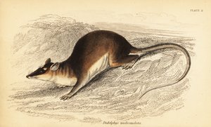 棕色四眼负鼠，Metachirus nudicaudatus。 ,1841（雕刻） 作者 乔治·罗伯特·沃特豪斯