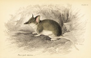 常见的石鹬，Sminthopsis murina。 ,1841（雕刻） 作者 乔治·罗伯特·沃特豪斯