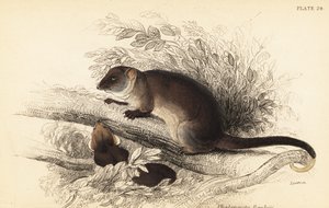 我可以看到常见的环尾鱼 Pseudocheirus peregrinus。 ,1841（雕刻） 作者 乔治·罗伯特·沃特豪斯