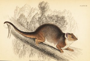 普通环尾负鼠，Pseudocheirus peregrinus。1841年（雕刻） 作者 乔治·罗伯特·沃特豪斯