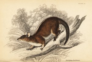德比负鼠 Caluromys derbianus。 ,1841（雕刻） 作者 乔治·罗伯特·沃特豪斯