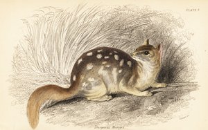 东方鹅，Dasyurus viverrinus。濒危。,1841（雕刻） 作者 乔治·罗伯特·沃特豪斯