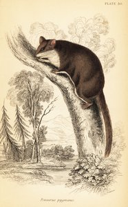 羽尾滑翔机，Acrobates pygmaeus.1841年（雕刻） 作者 乔治·罗伯特·沃特豪斯