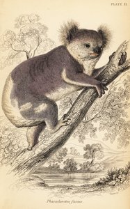 考拉，Phascolarctos cinereus，1841 年（雕刻） 作者 乔治·罗伯特·沃特豪斯