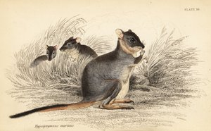 长足长足鹬，Potorous longipes。 脆弱。，1841（雕刻） 作者 乔治·罗伯特·沃特豪斯