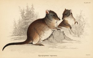 长鼻袋鼠，Potorous tridactylus tridactylus.，1841 年（雕刻） 作者 乔治·罗伯特·沃特豪斯