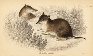 南方棕色袋鼬，Isoodon obesulus。濒危。,1841（雕刻） 作者 乔治·罗伯特·沃特豪斯