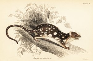 虎袋鼬，Dasyurus maculatus.，1841 年（雕刻） 作者 乔治·罗伯特·沃特豪斯