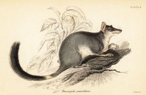 Tuan 或普通 wambenger，Phascogale Tapoatafa。 ,1841（雕刻） 作者 乔治·罗伯特·沃特豪斯