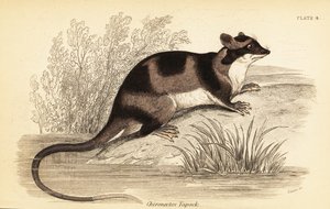 水负鼠，Chironectes minimus。1841年（雕刻） 作者 乔治·罗伯特·沃特豪斯