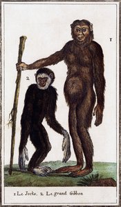 Jocko、黑猩猩或长臂猿，Histoire naturelle 插图，布丰伯爵乔治·路易斯·勒克莱尔 (Georges-Louis Leclerc)（1707-1788 年）绘制，水彩版画