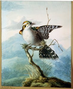 一只小鸟，1798年