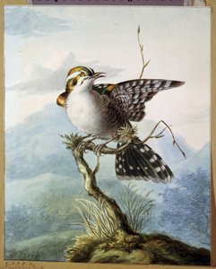 "Un petit oiseau"（小鸟） Georgius Jacobus Johannes van Os（1782-1861 年）的水彩画 1798 年 莫斯科波奇金博物馆 作者 乔治·雅各布斯·约翰内斯·范·奥斯