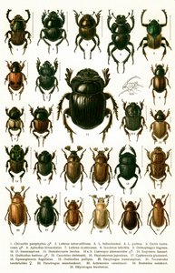 Antique Print of Varieties of European Beetles, c.1910 (chromolithograph) 作者 乔治·雅各布森（Georgiy Jacobson）