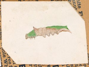 橡树叶缘毛毛虫》，为学习《动物王国中的隐藏色彩》一书而作