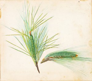 松土毛虫...，20世纪初。