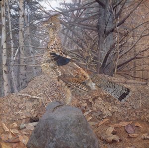 男性Ruffed Grouse在森林里，1907-08 作者 杰拉尔德·泰耶