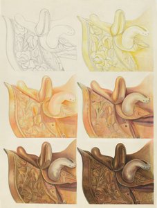 鞍座（技术演示） 作者 杰拉德运输