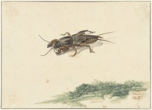 昆虫 作者 杰拉德·桑德斯