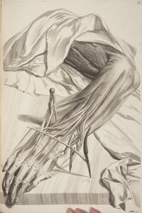 人体解剖学的Govard Bidloo，1685