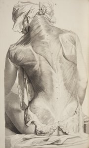 人体解剖学的Govard Bidloo，1685