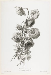 银莲花双，来自大自然的花，c.1800（点画雕刻）