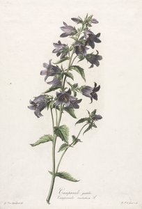 取材于生活的花：金钟罩花 作者 杰拉德范斯潘东克