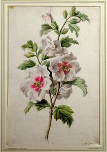 蜀葵（纸上水彩） 作者 杰拉德范斯潘东克