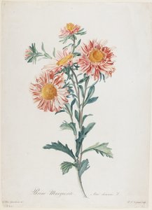 玛格丽特女王，来自自然界的鲜花，c.1800（手工点画雕刻）