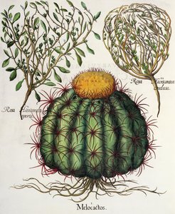 1.Melocactus; 2.Rosa Hiericontea打开; 3.Rosa Hiericontea由罗勒Besler（1561年至1629年），酒吧的Eystettensis结束。 1613 作者 德国学校