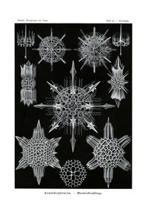 Acanthophracta，1899-1904 作者 德国学校