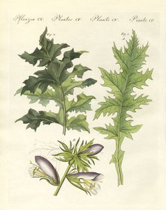 刺桐类植物（彩绘版画 作者 德国学校