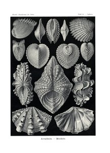 Acephala，1899-1904 作者 德国学校