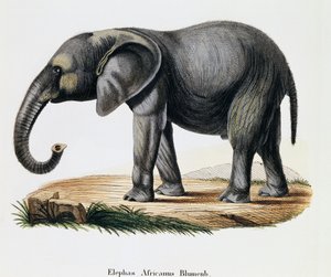 非洲象（Elephas africanus），摘自《哺乳动物图鉴》，作者约翰-克里斯蒂安-丹尼尔-冯-施雷伯（1739-1810），由IC-博克根据A-弗莱施曼的绘图雕刻，德国。 作者 德国学校