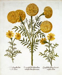 非洲万寿菊和法国万寿菊，来自Hortus Eystettensis，由Basil Besler（1561-1629），酒吧。 1613（手工雕刻） 作者 德国学校